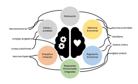 Esquema conceptual de la interconexión entre cuerpo, movimiento, emociones y cognición en la psicomotricidad.