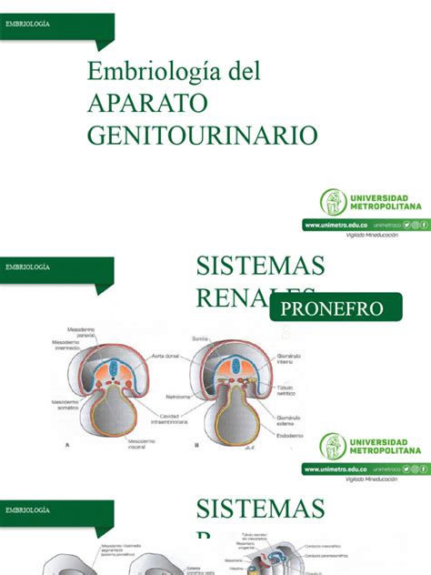 Esquema anatómico del sistema genitourinario