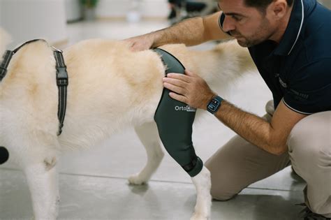 Infografía sobre ejercicios seguros para perros mayores