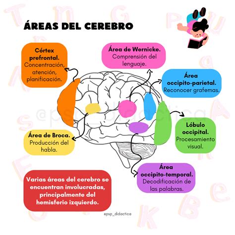 Esquema de las áreas del cerebro involucradas en la escritura