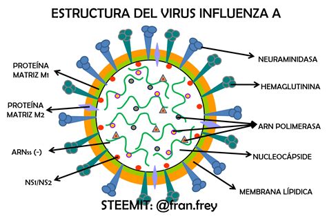 Esquema del virus de la influenza