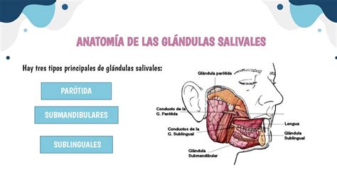 Esquema anatómico de las glándulas salivales parótidas