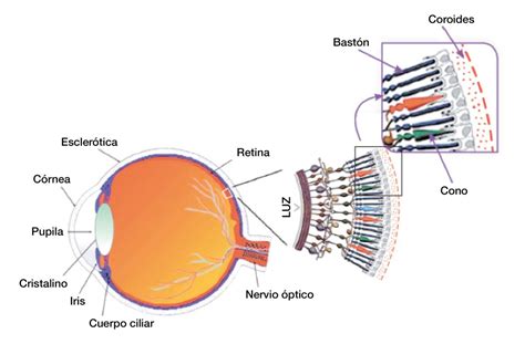 Esquema anatómico del ojo humano mostrando la retina, la zona macular y los fotorreceptores (conos y bastones) responsables de la visión en color.