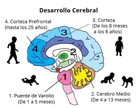 Diagrama que ilustra el impacto del estrés tóxico en el desarrollo cerebral infantil y sus consecuencias a largo plazo.