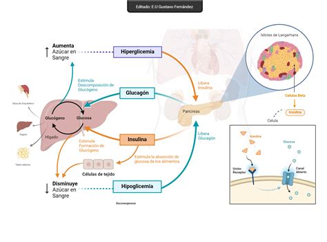 Esquema sobre el impacto del envejecimiento en la regulación de la glucosa y la función pancreática
