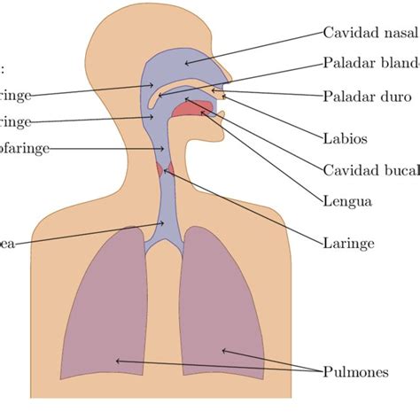 Esquema del aparato fonador humano