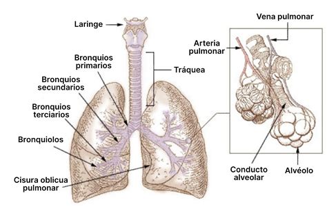 Esquema del sistema respiratorio con bronquios y alvéolos