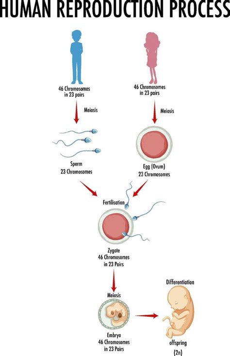 Esquema explicativo sobre la fisiología de la reproducción humana y los puntos donde pueden surgir bloqueos o disfunciones que llevan a la infertilidad.