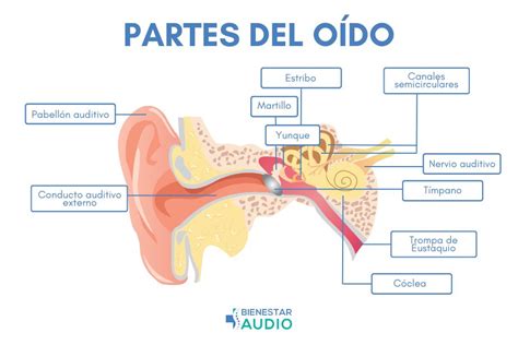 Esquema de las partes del oído humano, señalando las áreas que pueden ser afectadas por la pérdida auditiva.
