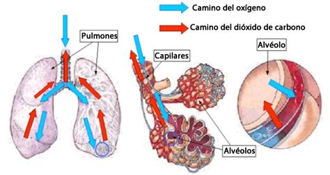 esquema de los pulmones mostrando el intercambio gaseoso