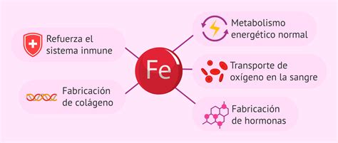 Esquema infográfico de las funciones clave del hierro en el cuerpo humano, incluyendo el transporte de oxígeno y la energía celular.