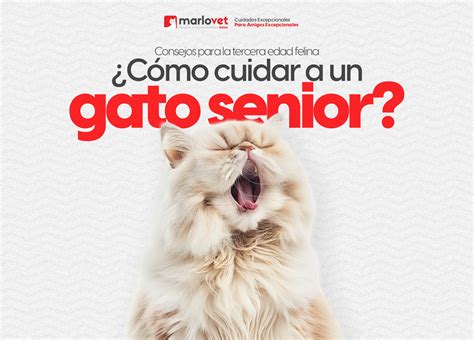 Ilustración de un gato senior tranquilo y bien cuidado