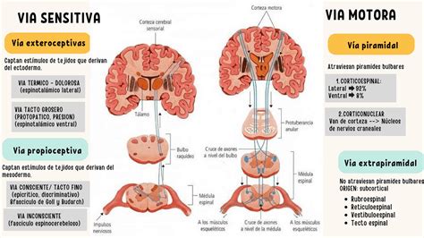 Infografía sobre las vías sensoriales y el cerebro