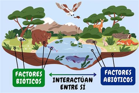 Esquema de la interacción entre afecciones, factores ambientales y personales que dan lugar a la discapacidad