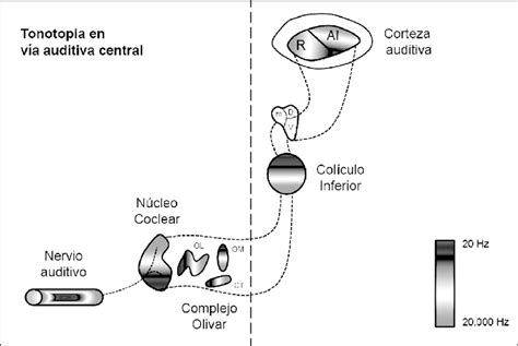 Diagrama de la vía auditiva central