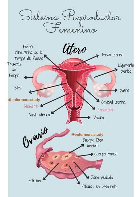 Esquema anatómico de la vagina y la vulva femenina con sus diferentes partes