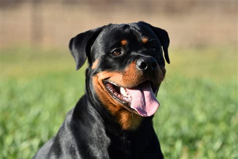 Foto de perros Rottweiler con un collar, denotando responsabilidad de tenencia