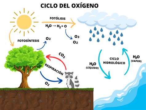 Infografía o esquema sobre el ciclo de un niño en el Sename.