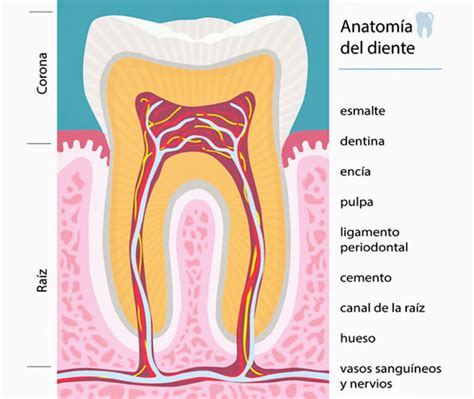 Esquema de la anatomía de un diente y sus tejidos de soporte