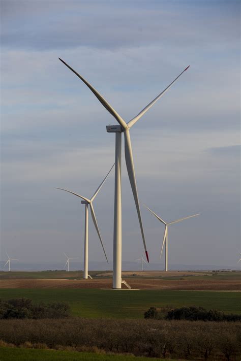 Murciélagos volando cerca de un aerogenerador