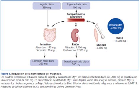 Esquema de la absorción intestinal y excreción renal de magnesio