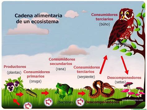 Esquema sobre la cadena de responsabilidad entre el Estado, el Sename y los organismos colaboradores (OCAS) en la supervisión de menores.