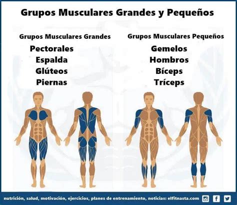 Infografía sobre los grupos musculares activos durante la práctica del skateboarding y sus beneficios cardiovasculares