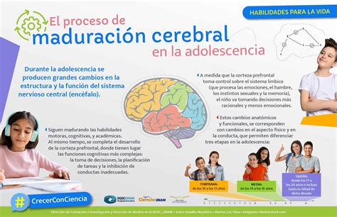 Infografía sobre los factores que afectan el desarrollo cerebral adolescente