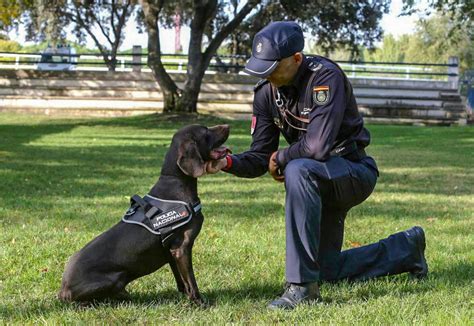 Perro policía jubilado descansando en un hogar