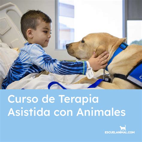 Esquema de cómo funciona la terapia asistida con animales para niños