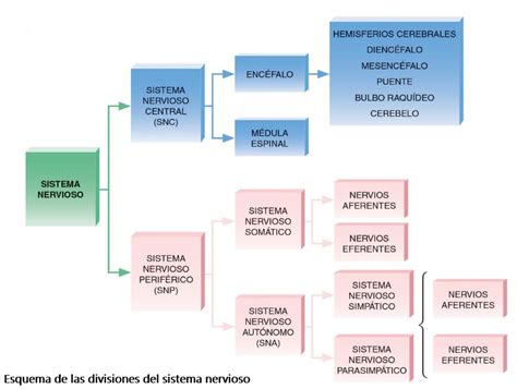 Esquema de la transición del sistema Sename a residencias familiares especializadas