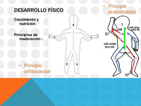 Esquema ilustrativo de los principios de desarrollo motor céfalo-caudal y próximo-distal