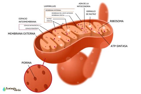 Esquema biológico sobre el papel de las mitocondrias y el estrés oxidativo en el envejecimiento celular.