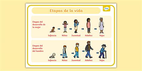Esquema de las etapas de la vida comparando el trabajo y el tiempo libre
