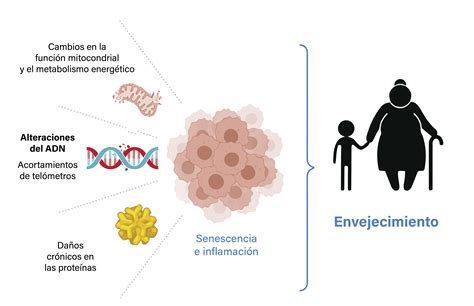 Esquema de factores que influyen en el envejecimiento saludable: biológicos, psicológicos y sociales