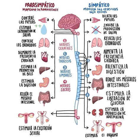 Gráfico organizativo del Consejo Público Autónomo y su relación con las Gestoras de Inversión