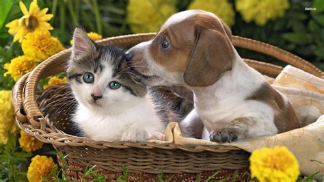 Fotografía de perros y gatos con sillas de ruedas o prótesis en un entorno de rehabilitación