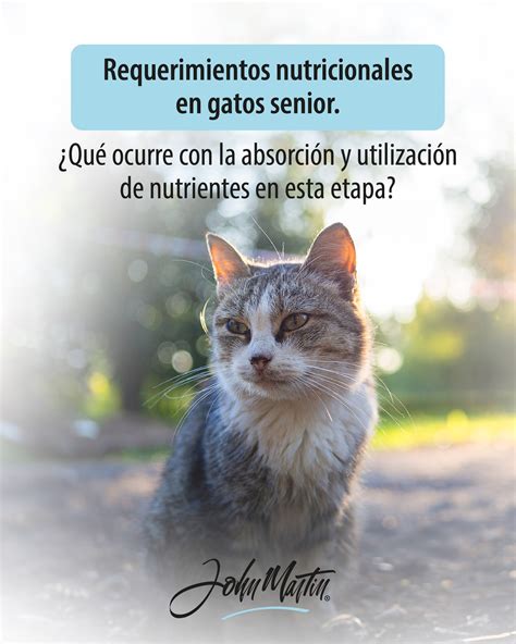 Infografía sobre los cambios nutricionales en gatos senior