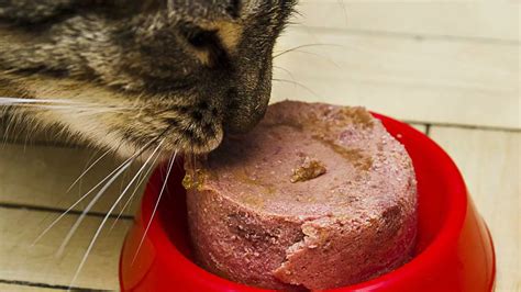 Paté casero de salmón para gatos