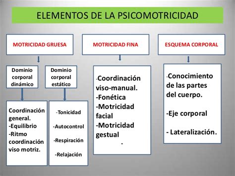 Esquema de las áreas de psicomotricidad fina en el cuerpo