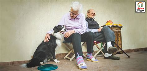 foto de una persona mayor interactuando con un perro adulto tranquilo en un refugio