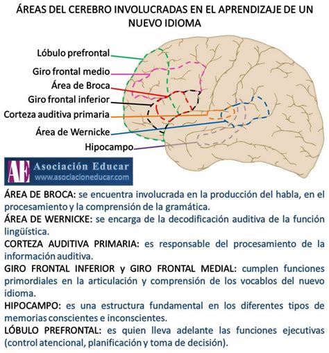 Esquema de las áreas cerebrales implicadas en el lenguaje y su afectación en el TEL