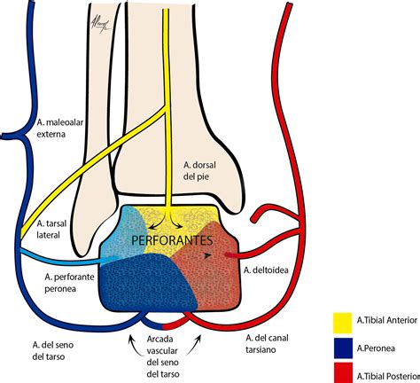 Diagrama de la vascularización del astrágalo y sus arterias principales