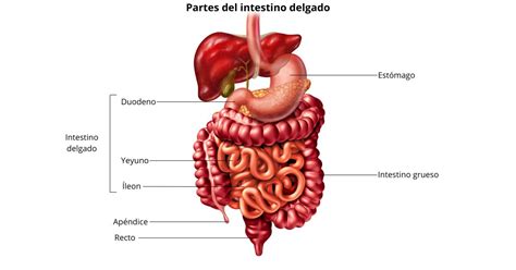 Esquema del sistema digestivo humano con el intestino delgado resaltado