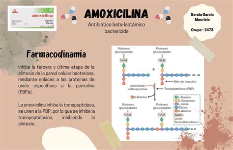 infografía sobre el mecanismo de acción de la amoxicilina y el ácido clavulánico en bacterias