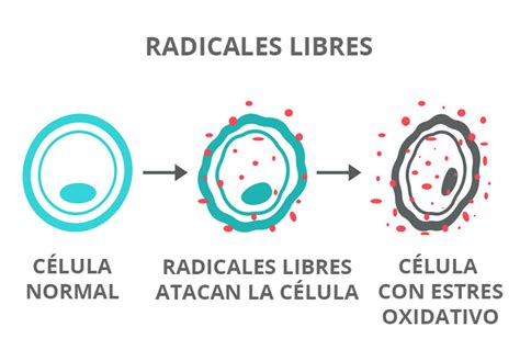 Esquema de un radical libre y el daño oxidativo a una célula