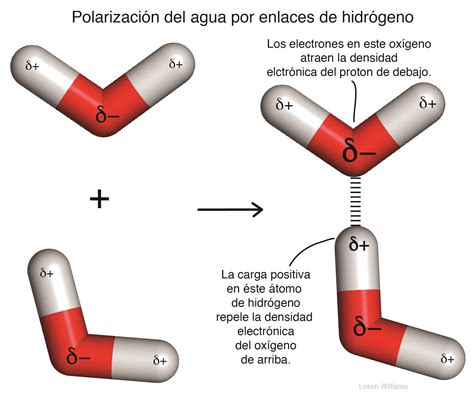 Esquema de las interacciones moleculares en el envejecimiento renal