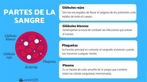 Esquema de la sangre con glóbulos rojos y hemoglobina