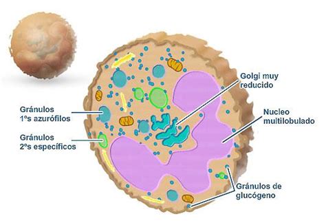 Microfotografía de mastocitos con gránulos citoplasmáticos característicos.