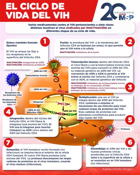 Ilustración: Ciclo de vida y propagación de un meme viral